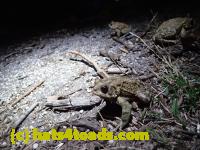 /home//u458753944/public_html/sourcegallery///////////////////////Roxborough Toad Detour/2013-2019/2017/P4110711.JPG